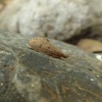 Caddisfly