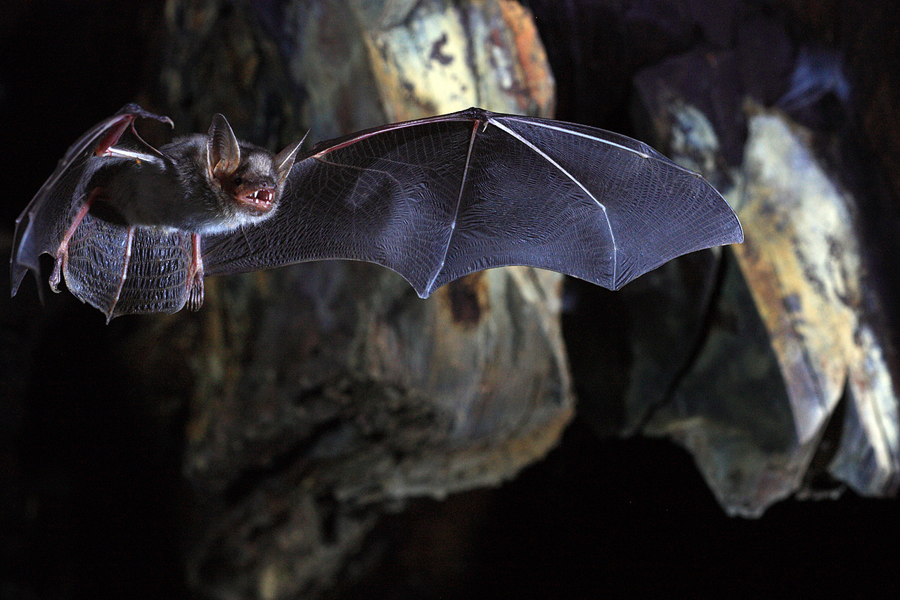 Deciphering the genome of bats