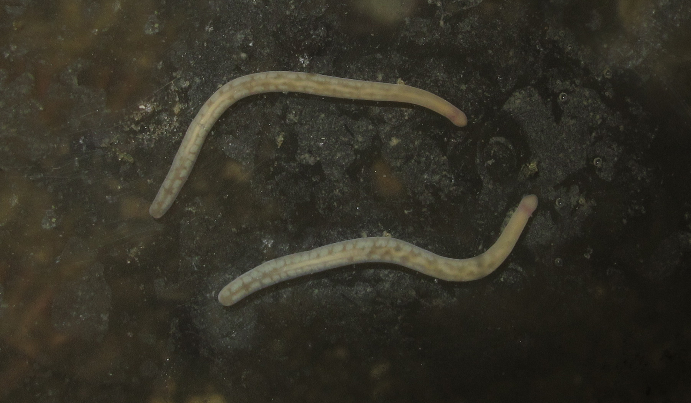 When the worm reaches for the poison. Research into native nematodes provides insight into the evolutionary development and economic use of animal toxins