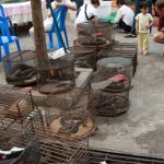 Early warning system for pandemics. International group of researchers develops strategies against virus transmission from wild animals to humans
