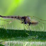 Partial autonomy. How species separate, but not entirely