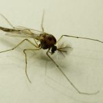 Researchers of the Senckenberg Biodiversity and Climate Research Centre and the LOEWE Centre for Translational Biodiversity Genomics (TBG) develop a new test to better assess environmental impact of substances
