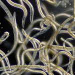 Controlled poisoning. Study provides deeper insight into the regulation of bacterial agents