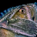 Argonauta argo - Mollusc of the Year 2021