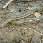 Holotype of newly discovered snake species sequenced at LOEWE-Centre TBG