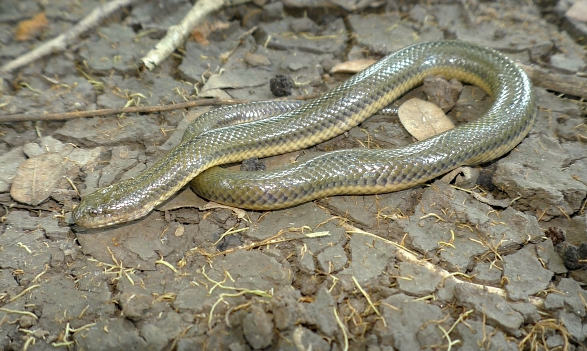 Holotype of newly discovered snake species sequenced at LOEWE-Centre TBG