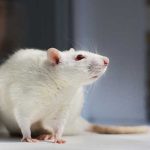 Project seeks to replace the use of animal components in toxicology research
