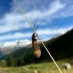 Spiegeln sich Umweltveränderungen in der genetischen Vielfalt von Tieren und Pflanzen wider?