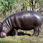Skin deep: When mammals re-entered water