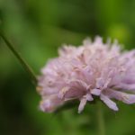 Millions of tiny fungi species so far unnamed