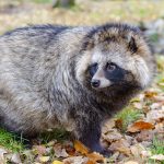 Genome of a raccoon dog sequenced - potential reservoir host of SARS-CoV-2