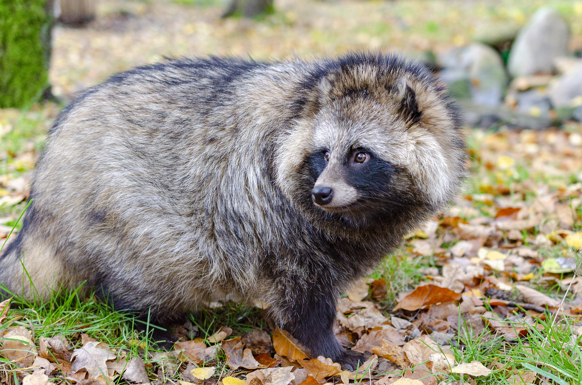 Genome of a raccoon dog sequenced - potential reservoir host of SARS-CoV-2