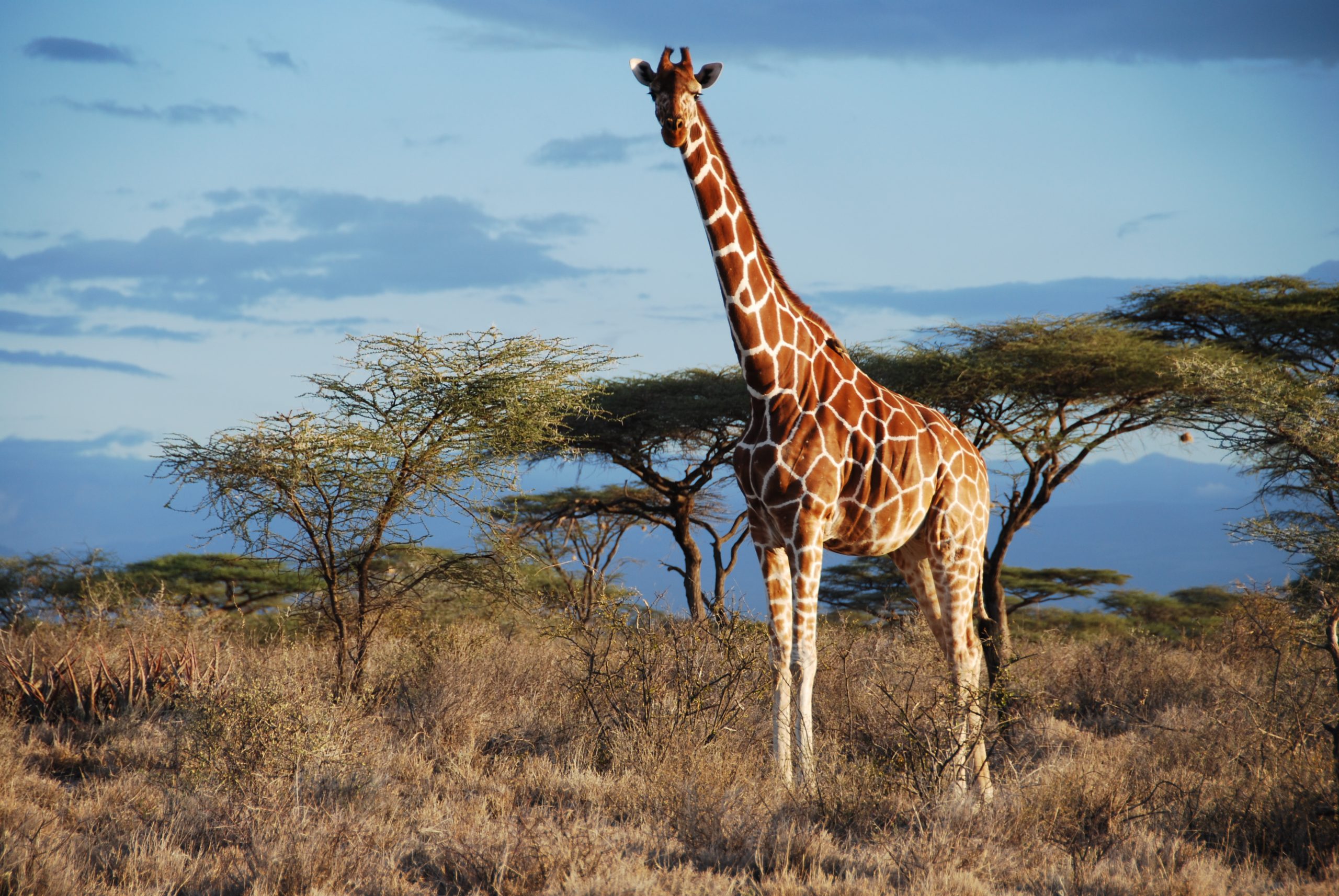 Giraffe genomics support four species