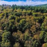 After heat waves: genes identified for drought resistance in beeches