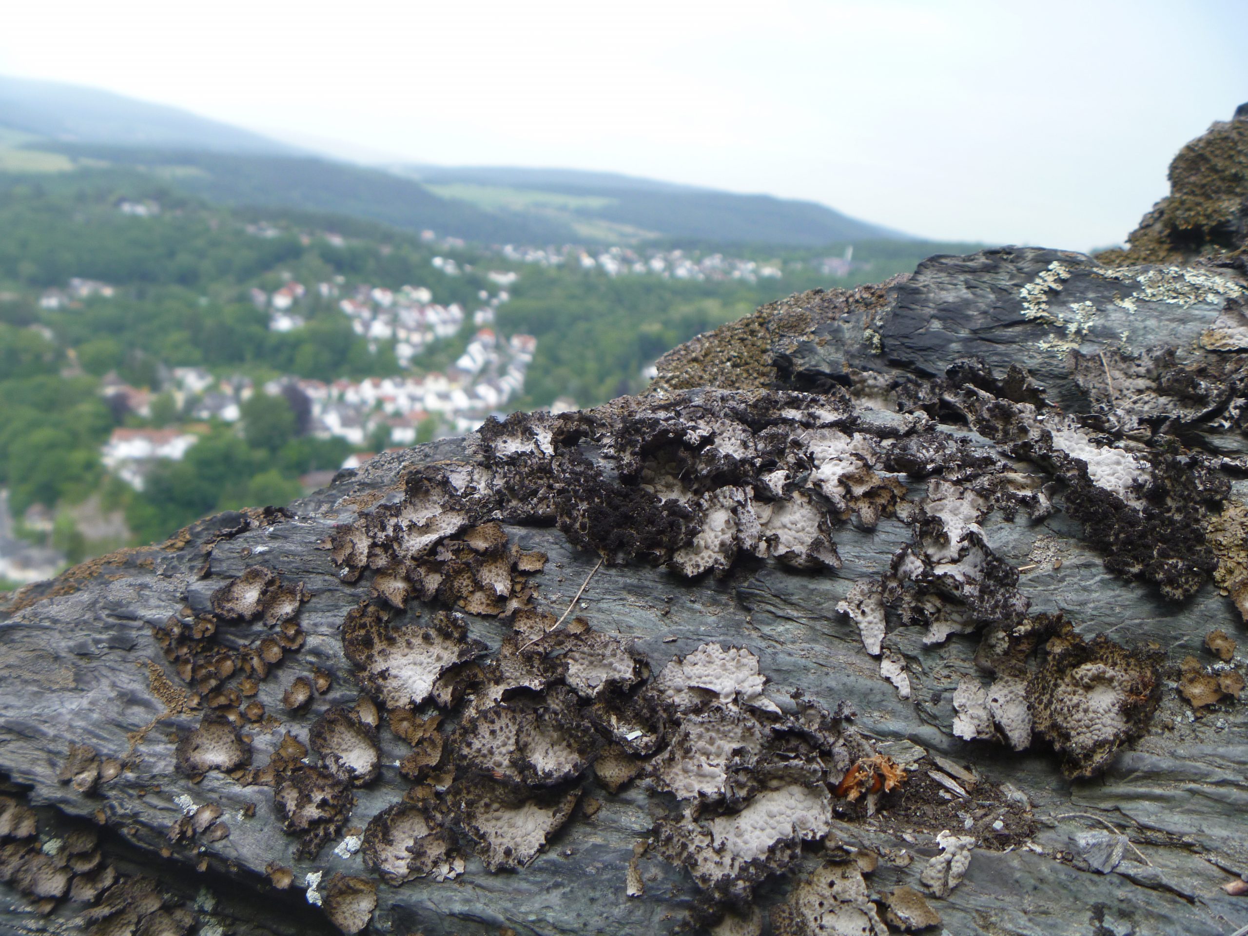 Different natural substances that lichens (pictured Umbilicaria pustulata) produce themselves, enable them to adapt to sometimes harsh climatic conditions. These include, for example, substances that serve as antifreeze. Photo: Imke Schmitt