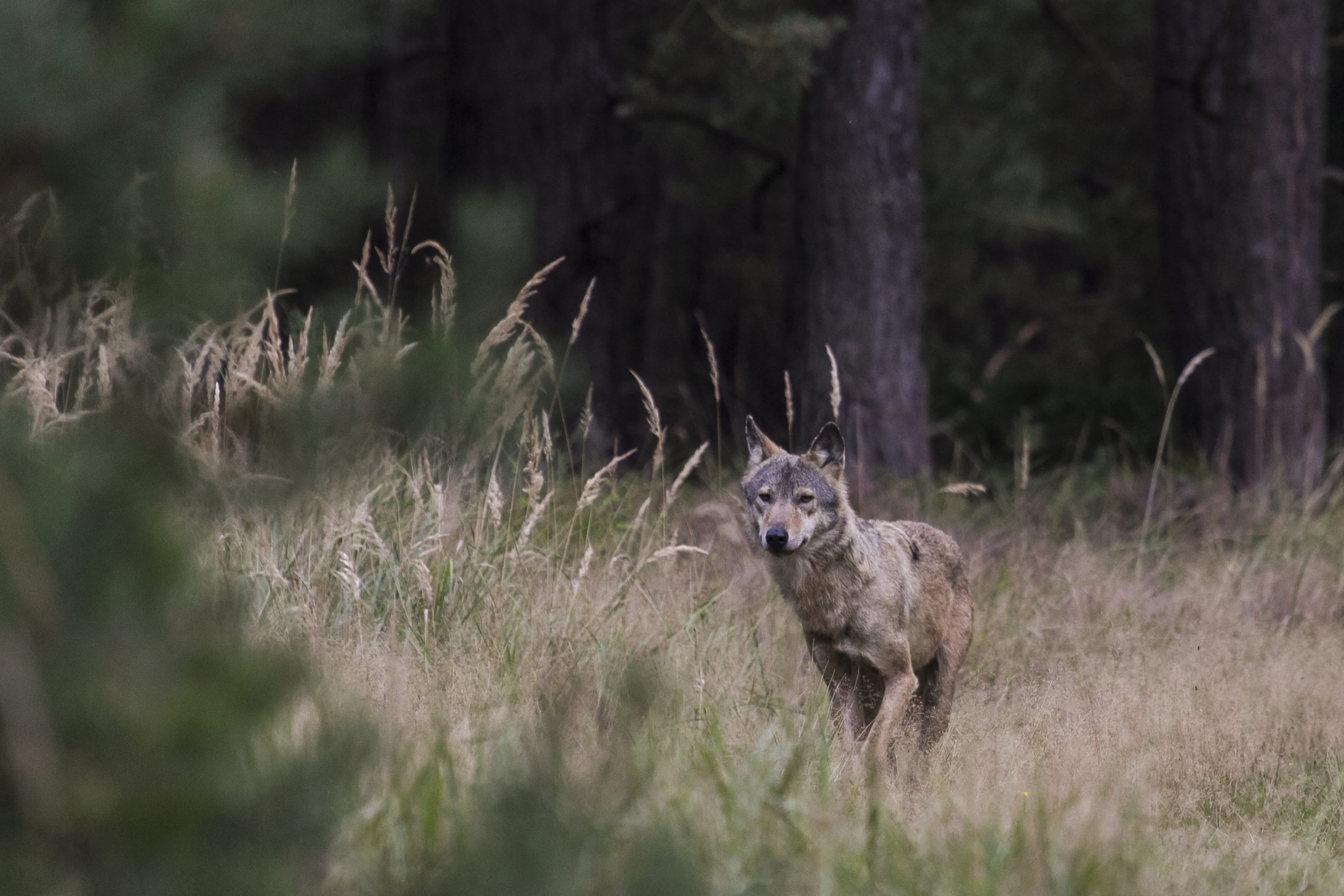 DNA-based method allows reliable wolf-dog hybrid detection