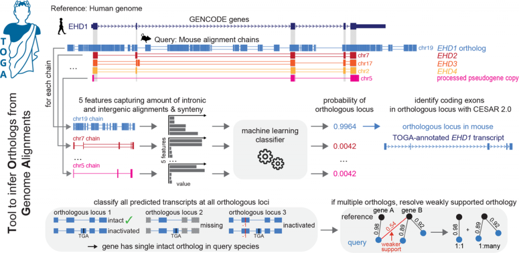 tbg-project-michael-hiller-loewe-centre-for-translational