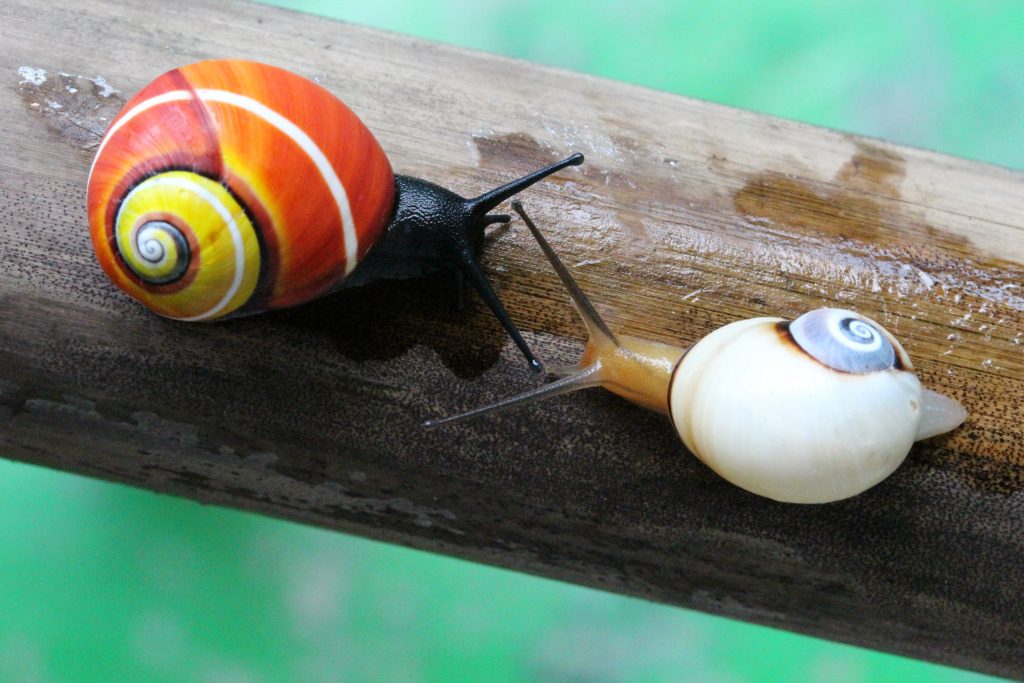 10 Most Beautiful Snails In The World 