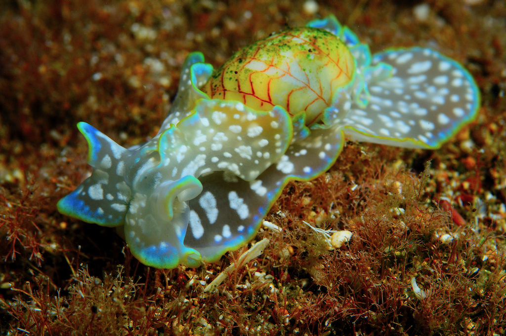 Clemson-nominated Chilean abalone wins International Mollusc of the Year