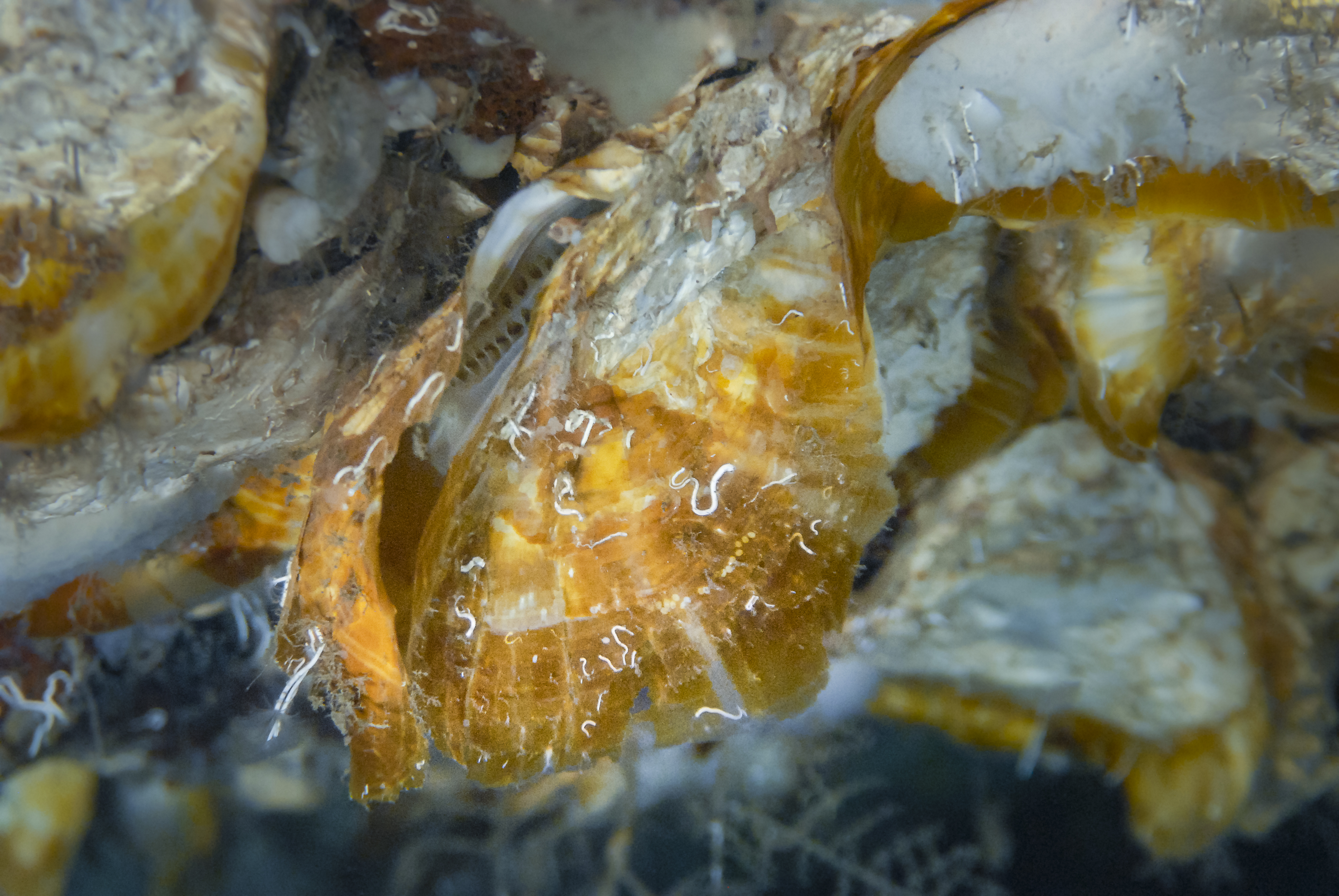 Clemson-nominated Chilean abalone wins International Mollusc of the Year