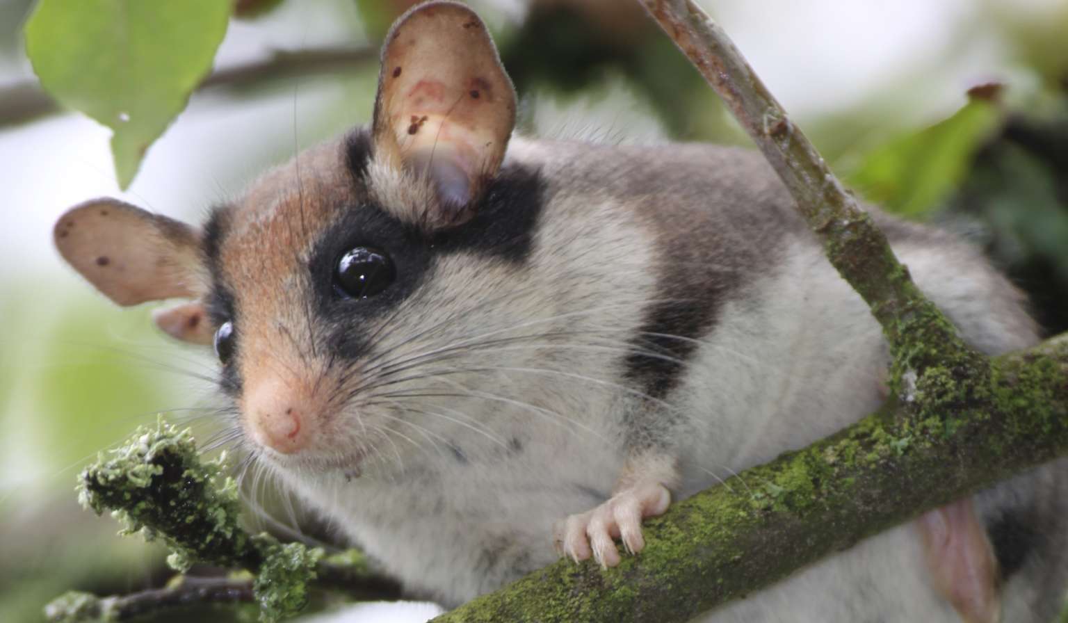 Endangered garden dormouse: Extensive genetic analysis contributes to the protection of the species